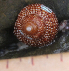 Maurea punctulata