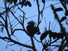 Sciurus granatensis