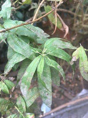 Aloysia citrodora