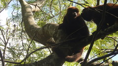 Alouatta guariba