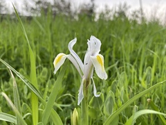 Iris vicaria, photograph (c) Harrison J Elkins, some rights reserved (CC BY)