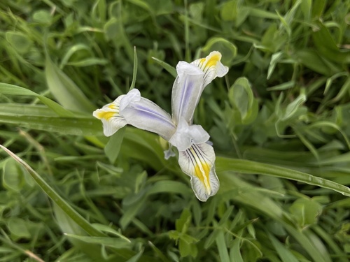 Siberian Iris (Iris vicaria)