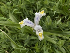 Siberian Iris (Iris vicaria)
