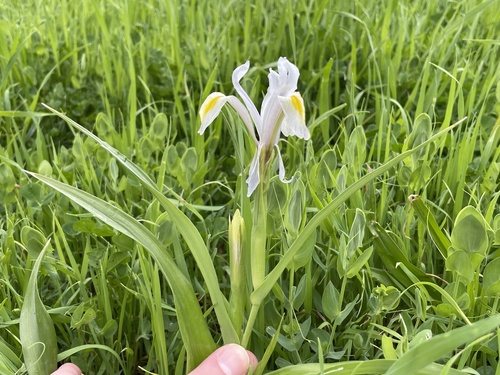 Iris vicaria, photograph 2