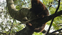 Alouatta guariba