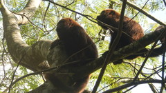 Alouatta guariba