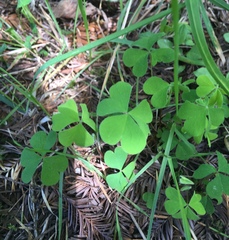 Oxalis suksdorfii