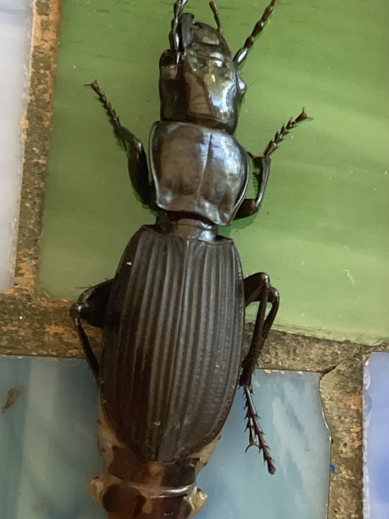 Trichosternus from Burraneer Rd, Coomba Park, NSW, AU on April 6, 2024 ...