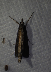 Carectocultus perstrialis