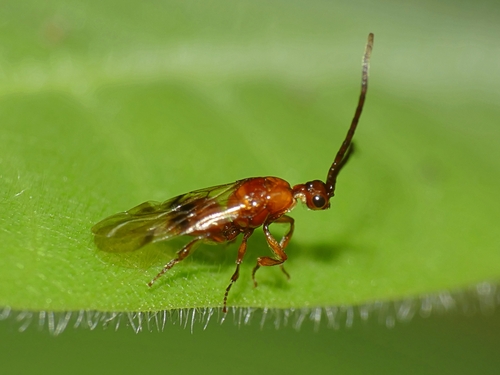 Loboscelidia observed 2024-04-06