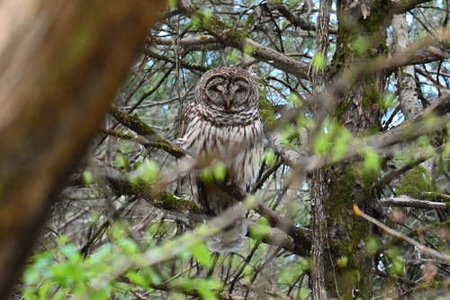 Barred Owl photographed in Tennessee