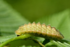 Satyrium w-album