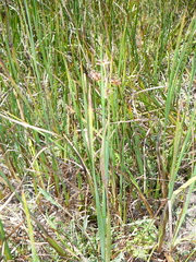 Juncus xiphioides