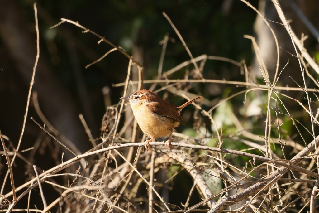 Carolina Wren from Kiesel Park Auburn Alabama USA on January 4, 2024 at ...