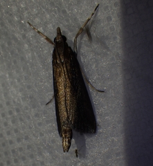 Carectocultus perstrialis