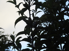 Atlapetes leucopterus