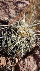 Thelocactus bicolor
