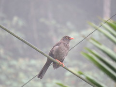 Turdus fuscater