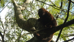 Alouatta guariba