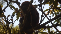 Alouatta guariba