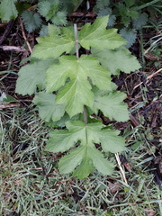 Heracleum sphondylium