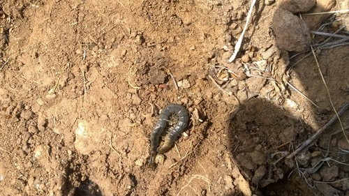 Arthrorhabdus pygmaeus