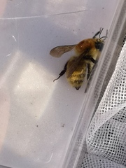 Bombus muscorum
