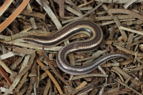 Yuna Broad-blazed Slider (Lerista yuna) · iNaturalist