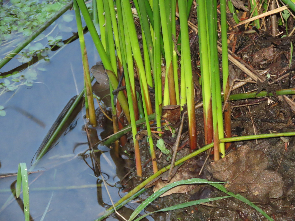 common rush in April 2024 by Barbara L. Wilson. Not the native Juncus ...