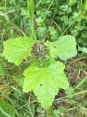 Sidalcea malachroides
