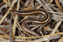 Bold-Striped Robust Slide photo 1