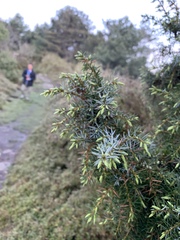 Juniperus formosana