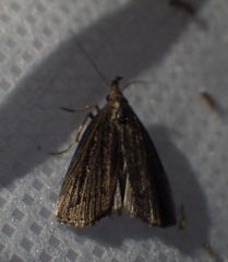 Macrochilo orciferalis