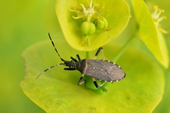 Dicranocephalus medius