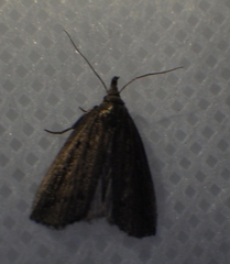 Macrochilo orciferalis