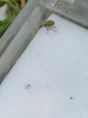 Parethelcus pollinarius