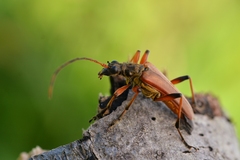 Stenocorus meridianus