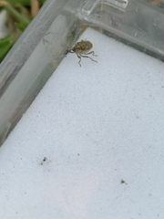 Parethelcus pollinarius