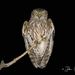 Barking Owl - Photo (c) jkmalkoha, some rights reserved (CC BY-NC)
