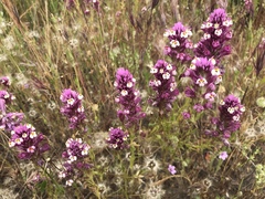 Castilleja densiflora gracilis