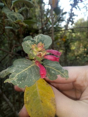 Cestrum fasciculatum