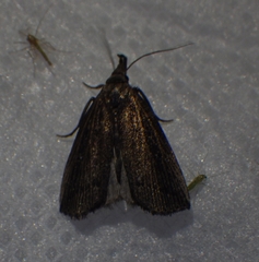 Macrochilo orciferalis