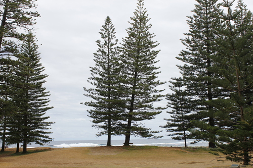 Araucaria heterophylla