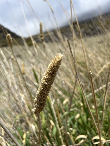 Phalaris aquatica observed 2024-04-05