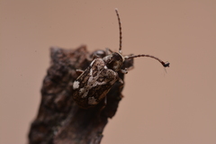 Ptinomorphus imperialis