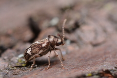 Ptinomorphus imperialis