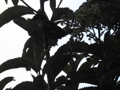 Atlapetes leucopterus