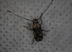 Toxonotus fascicularis