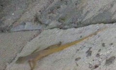 Anolis schwartzi