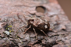 Ptinomorphus imperialis